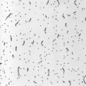 MIWI плита Лагуна 600х600х7мм