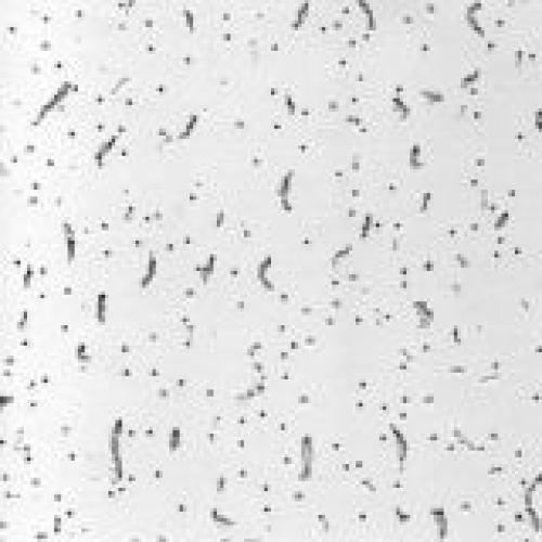 MIWI плита Лагуна 600х600х7мм