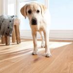 Паркетна дошка та домашні тварини Паркетна дошка та домашні тварини