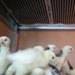 Монтаж інфрачервоної плівки в брудер, курник Монтаж інфрачервоної плівки в брудер, курник