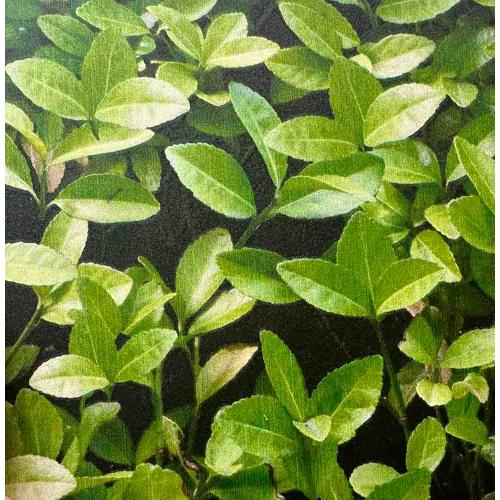 Профнастил принт самшит (Garden Wall) П-10 0,45 мм (Корея)